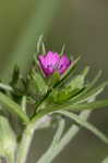 Cutleaf geranium